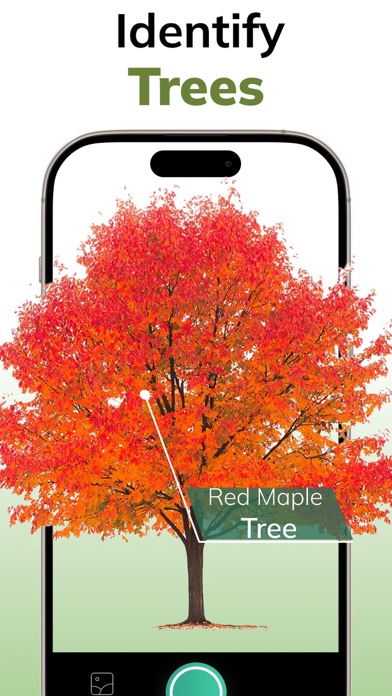 Tree Identifier AI: ID Trees screenshot 5