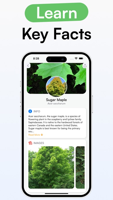 TreeID - Tree Identifier screenshot 2