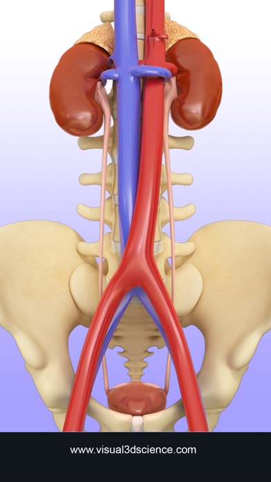 Urinary System screenshot 2