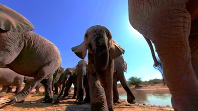 Virtual Reality Animals! screenshot 3