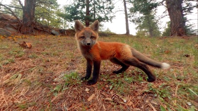 Virtual Reality Animals! screenshot 2