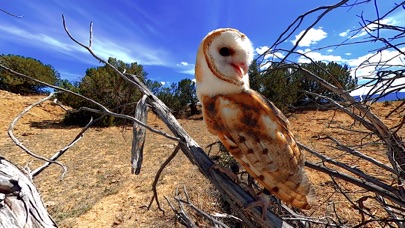 Virtual Reality Animals! screenshot 1
