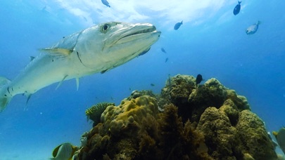 Virtual Reality OCEANS! screenshot 3