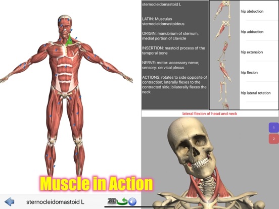Visual Anatomy Lite screenshot 10