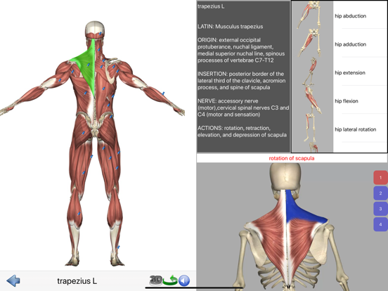 Visual Anatomy Lite screenshot 7