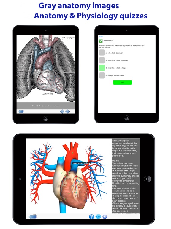 Visual Anatomy Lite screenshot 2