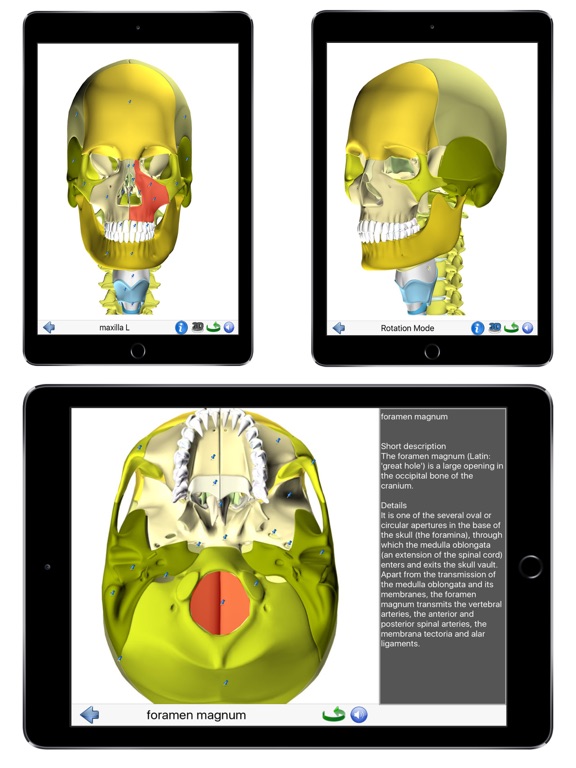Visual Anatomy Lite screenshot 1