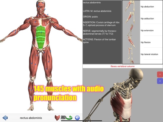 Visual Anatomy screenshot 7