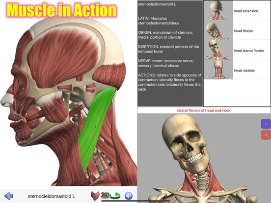Visual Anatomy screenshot 10
