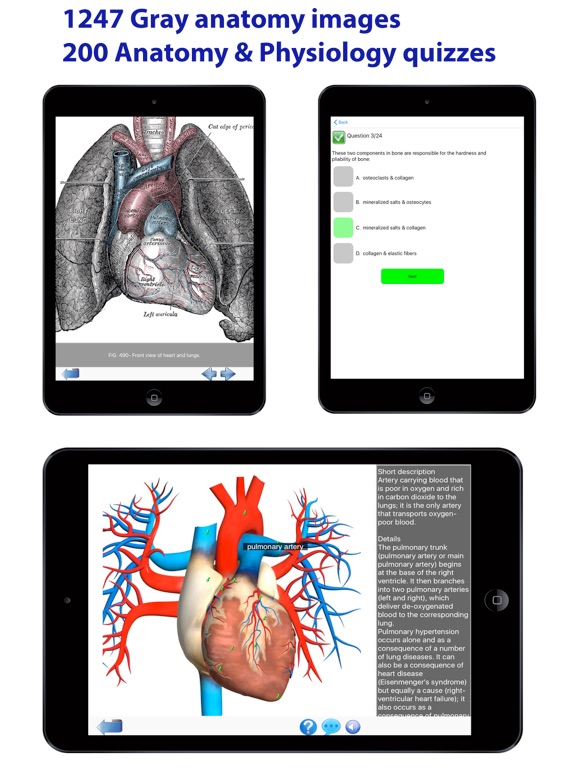 Visual Anatomy screenshot 4