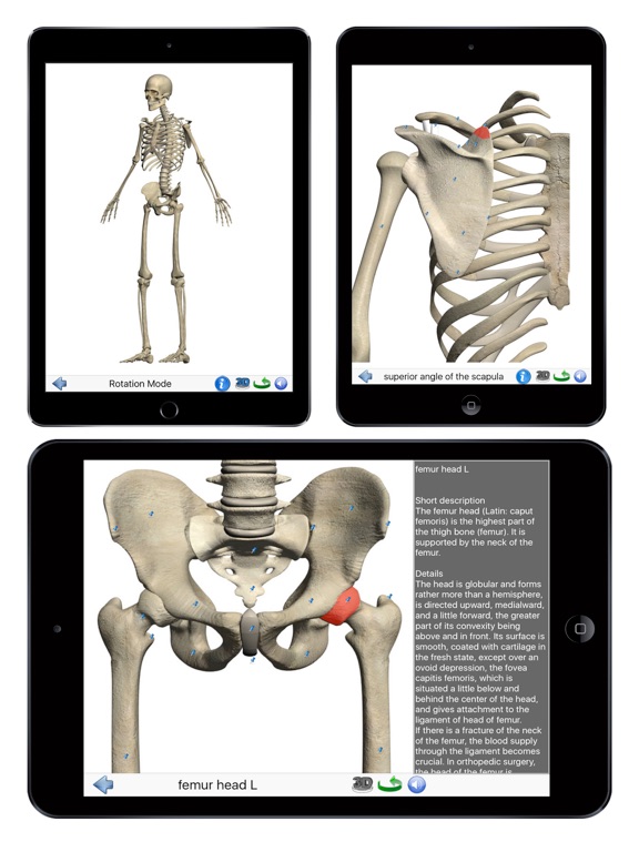 Visual Anatomy screenshot 3