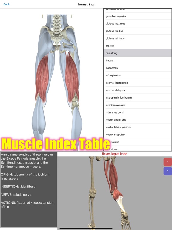 Visual Anatomy screenshot 2