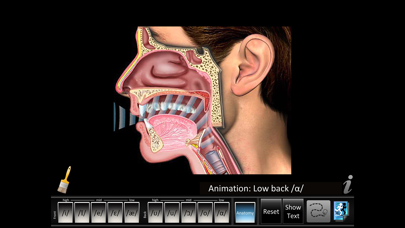 Vowels Front Back screenshot 2