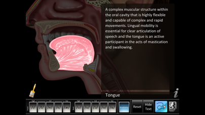 Vowels Front Back screenshot 3