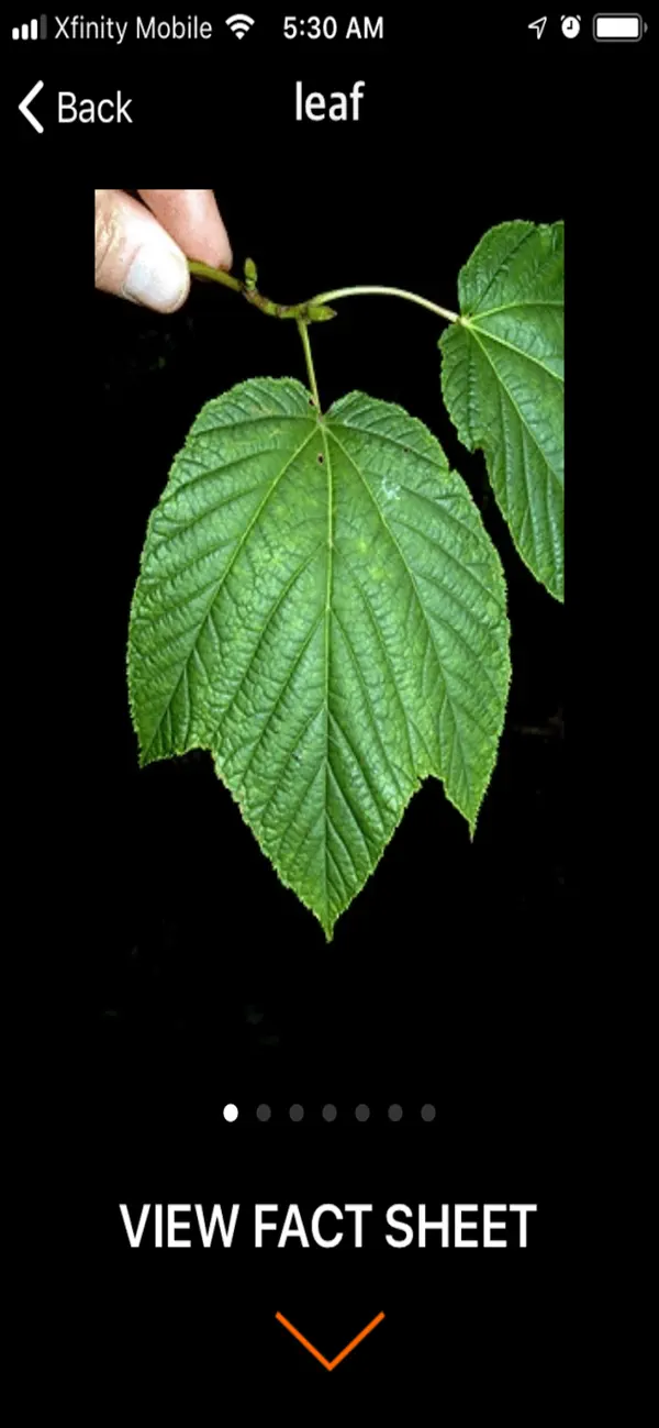 vTree screenshot 3