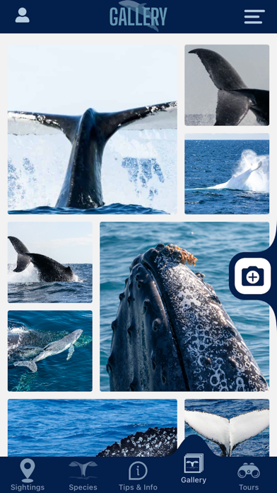 Whale Watching screenshot 3