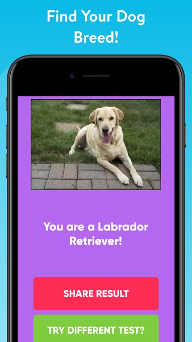 What Type Of Dog Are You? screenshot 2