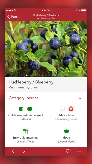 Wild Berries and Herbs LITE screenshot 4