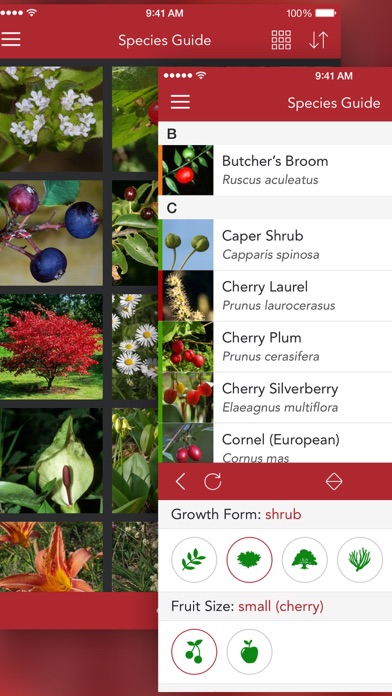 Wild Berries and Herbs LITE screenshot 5