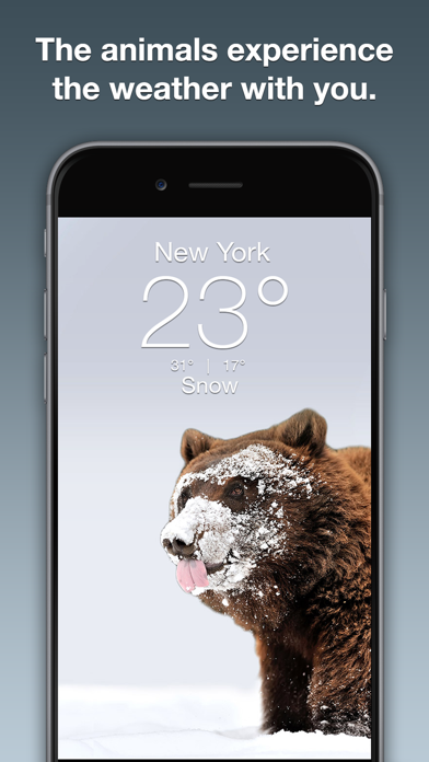 Wildlife Wallpaper Weather screenshot 4