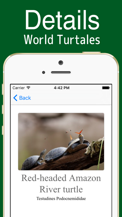 World Turtles! screenshot 1