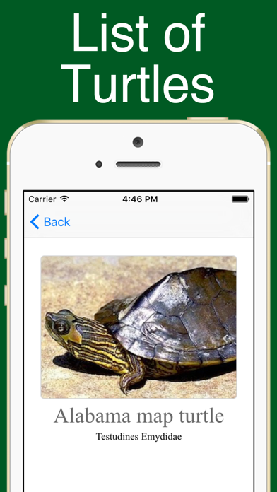 World Turtles! screenshot 5