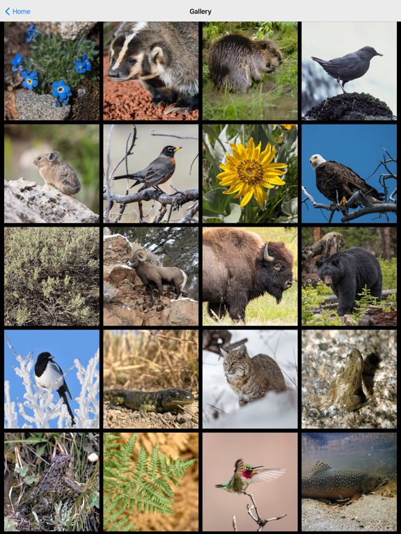 Yellowstone NP Field Guide screenshot 7